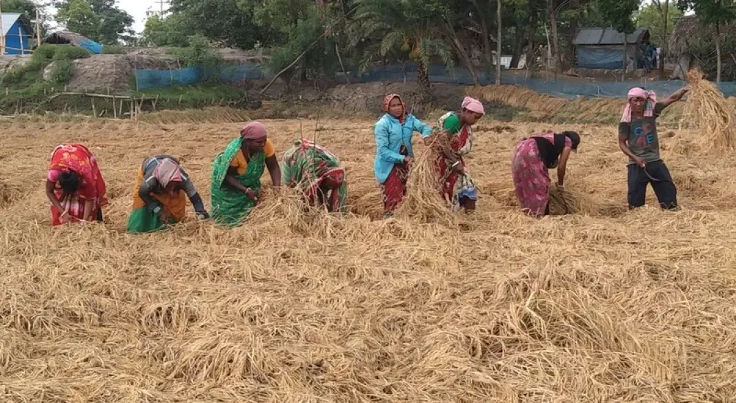 উপজেলার আটলিয়া ইউনিয়নের একটি বিলে ধান কাটছেন নারী শ্রমিকরা।