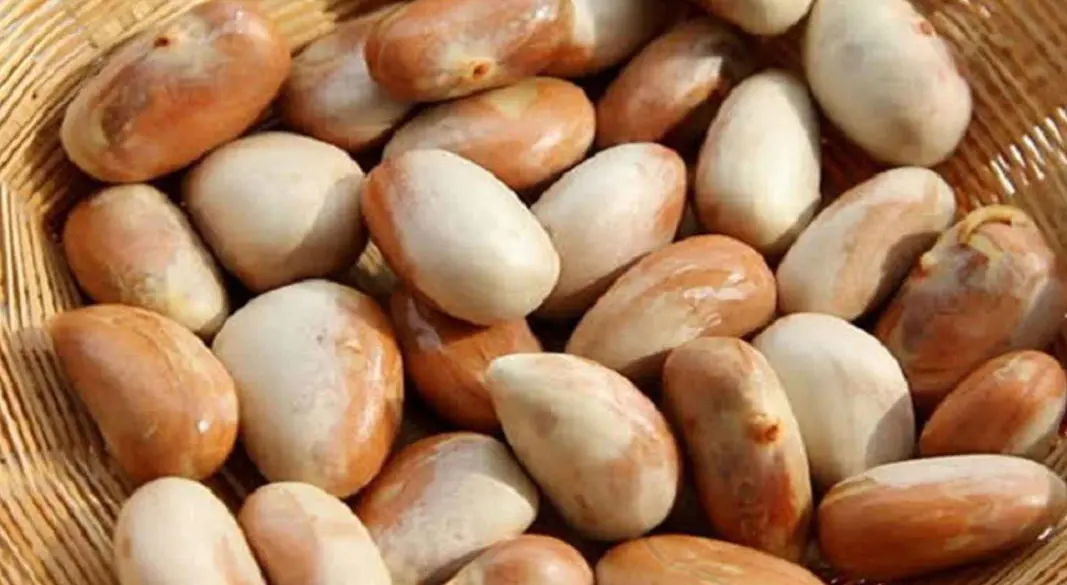 কাঁঠালের বিচি। ছবি: সংগৃহীত