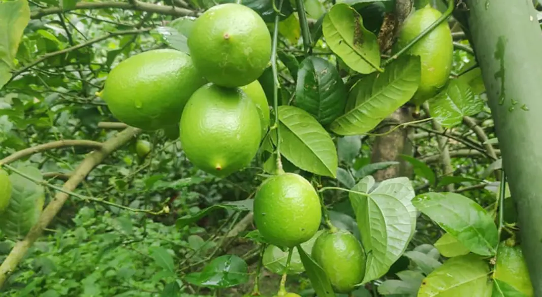 ছবি : সংগৃহীত