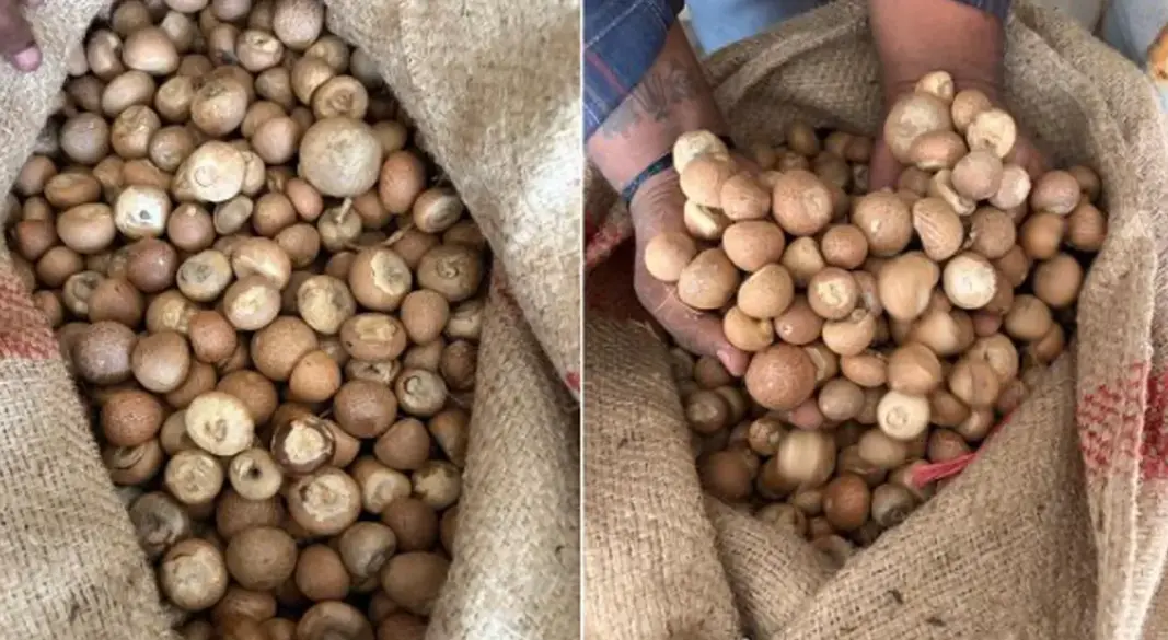 জব্দ করা সুপারি। ছবি : সংগৃহীত