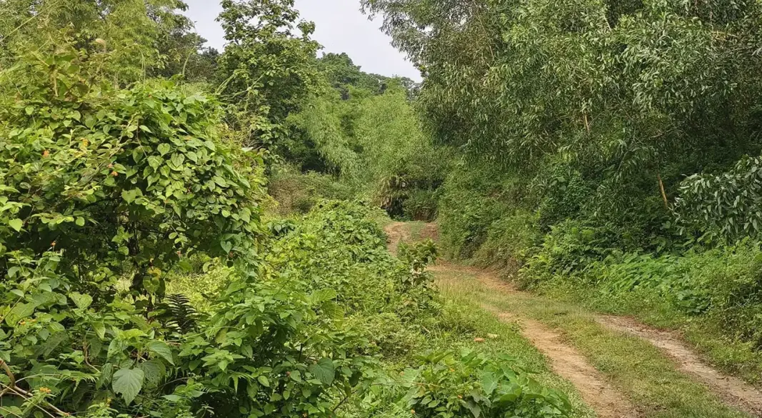 সংগৃহীত ছবি