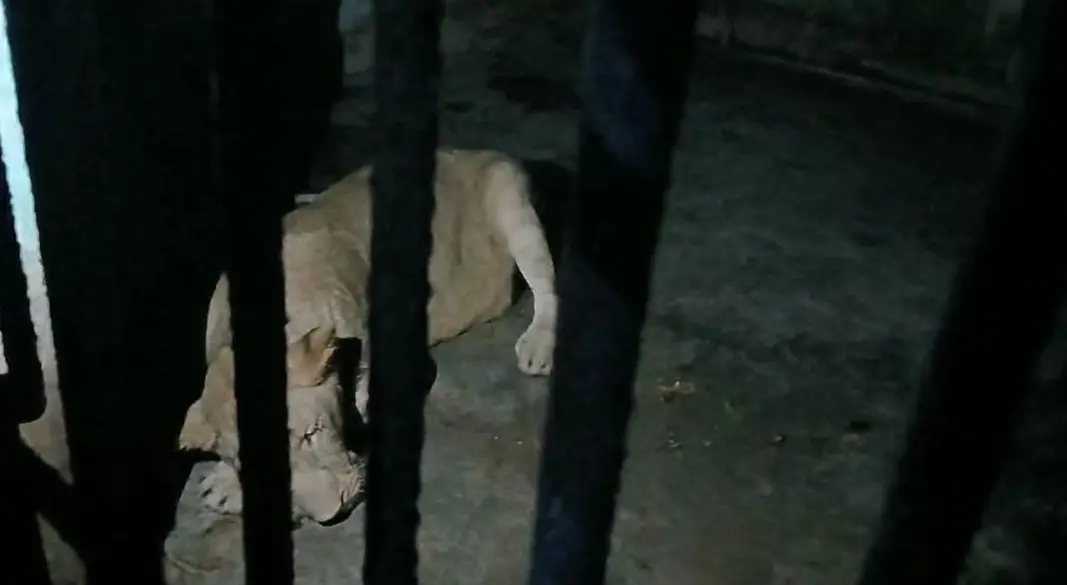 জাতীয় চিড়িয়াখানার সিংহ ডেইজি। ছবি : সংগৃহীত