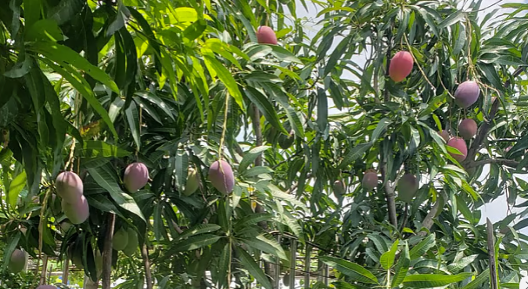 ছবি : সংগৃহীত