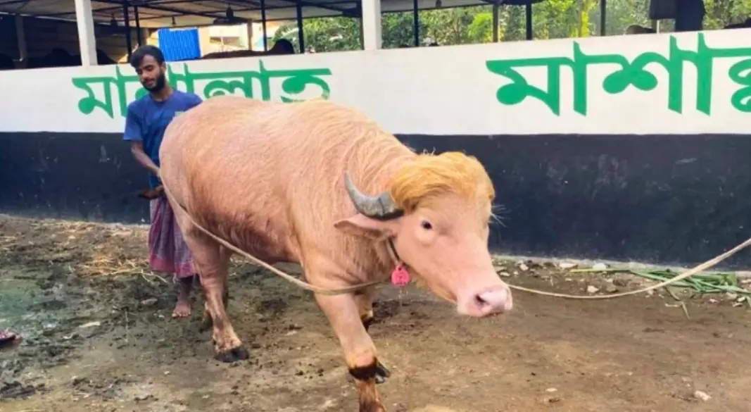 ছবি: সংগৃহীত