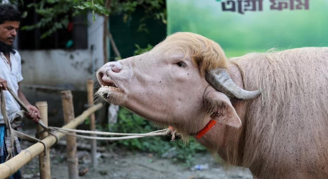 ছবি: সংগৃহীত