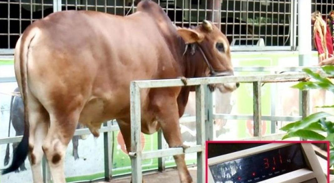 কুরবানির পশু ওজনে মাপা হচ্ছে। ছবি: সংগৃহীত