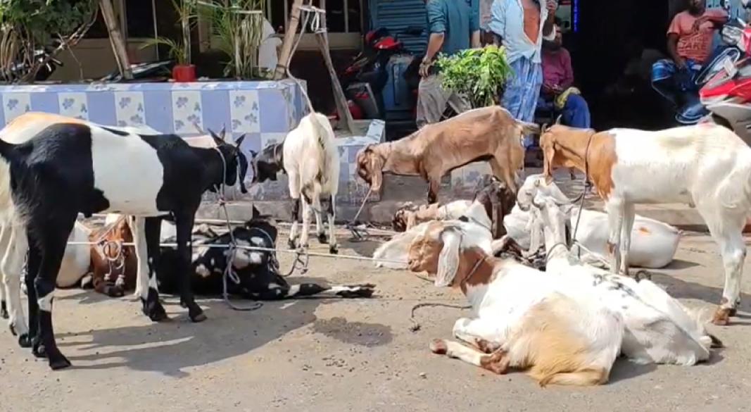কলকাতায় পশুর হাটে ছাগল। ছবি: সংগৃহীত