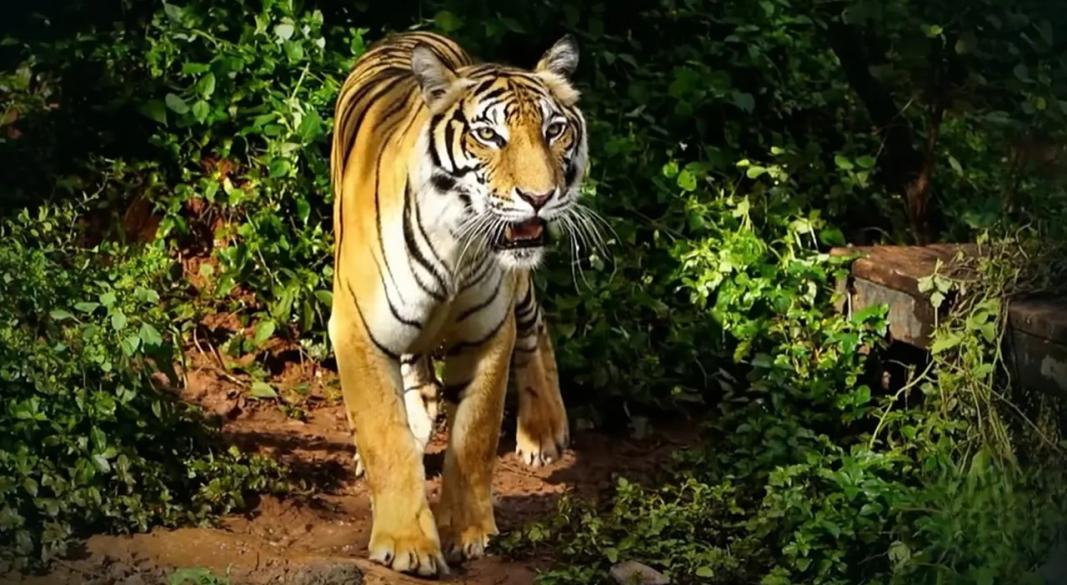 ছবি : সংগৃহীত