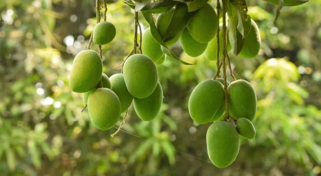 আম। প্রতীকী ছবি